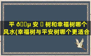 平 🐵 安 ☘ 树和幸福树哪个风水(幸福树与平安树哪个更适合家里盆栽)